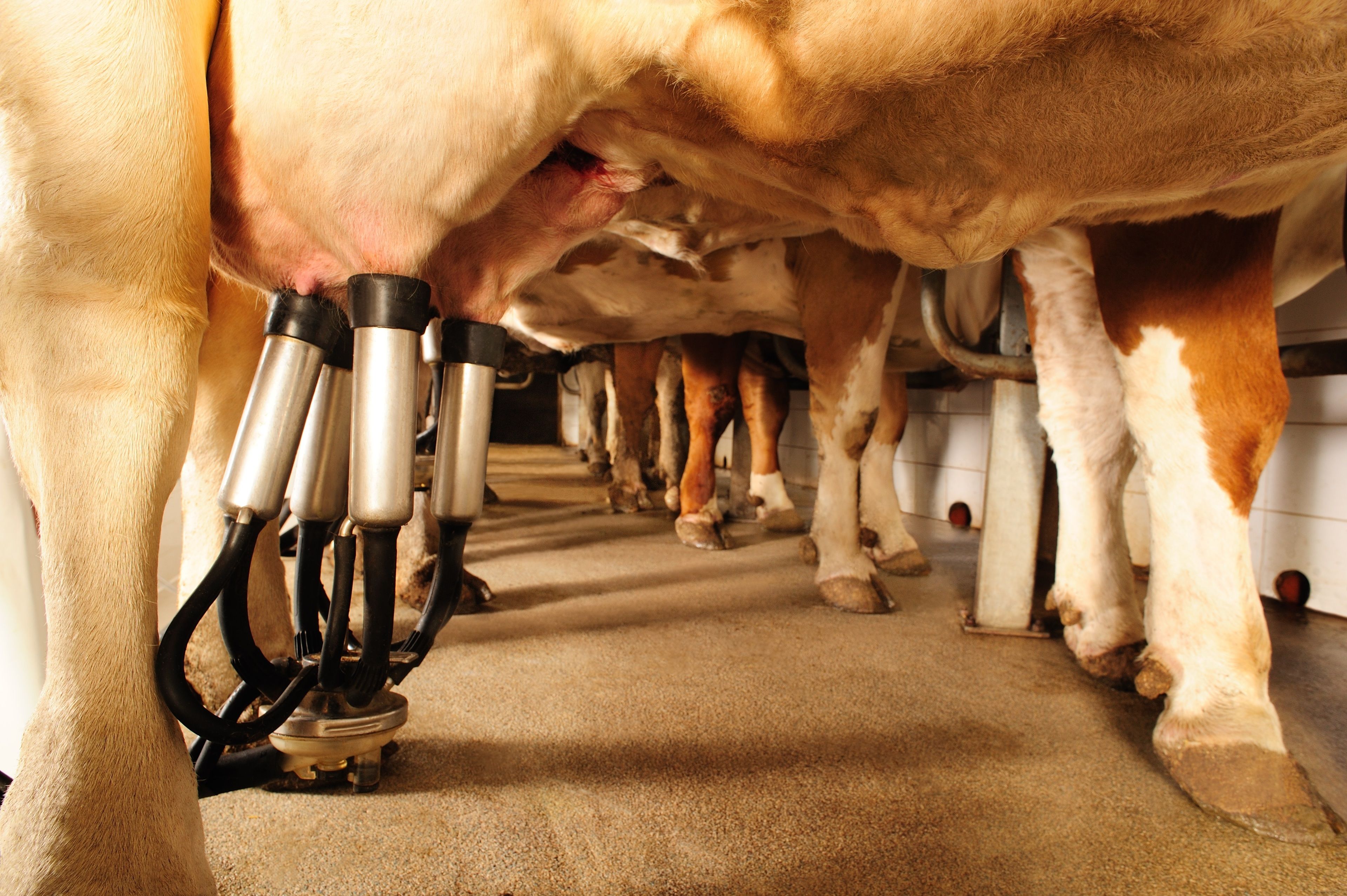 A row of cows with milking machines attached to their udders.