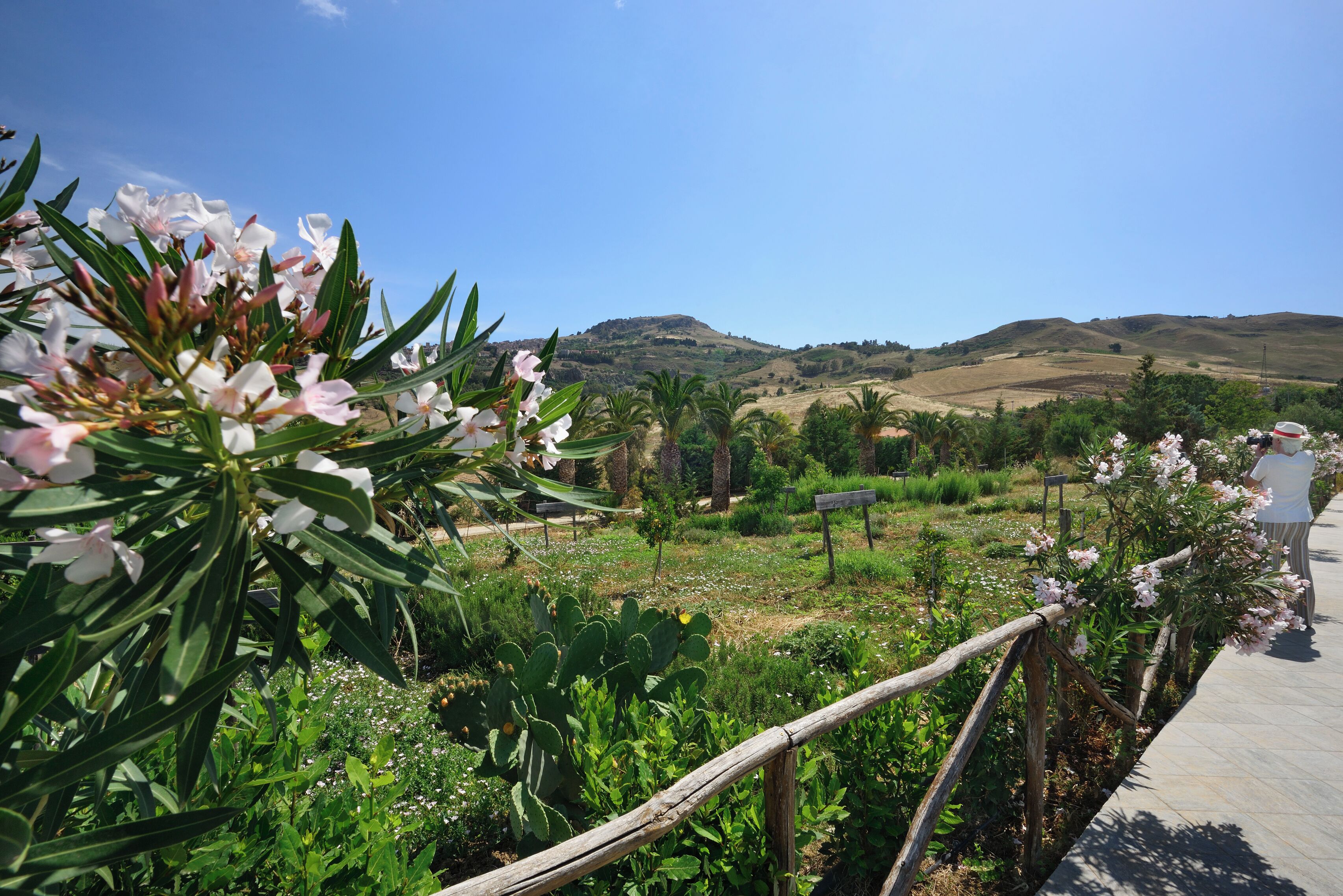 A garden with a wooden fence, various plants, and a hilly landscape in the background.