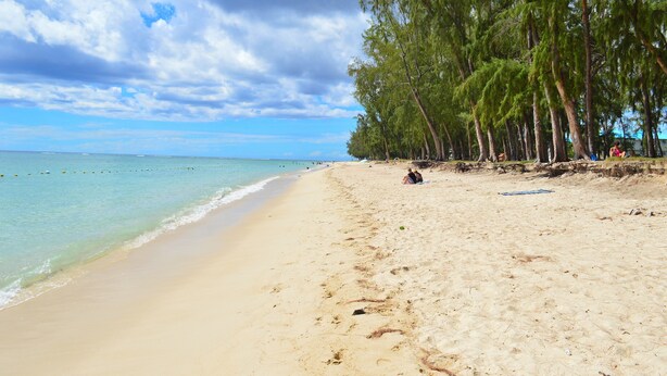 A beach with clear water, sandy shore, and tall trees.