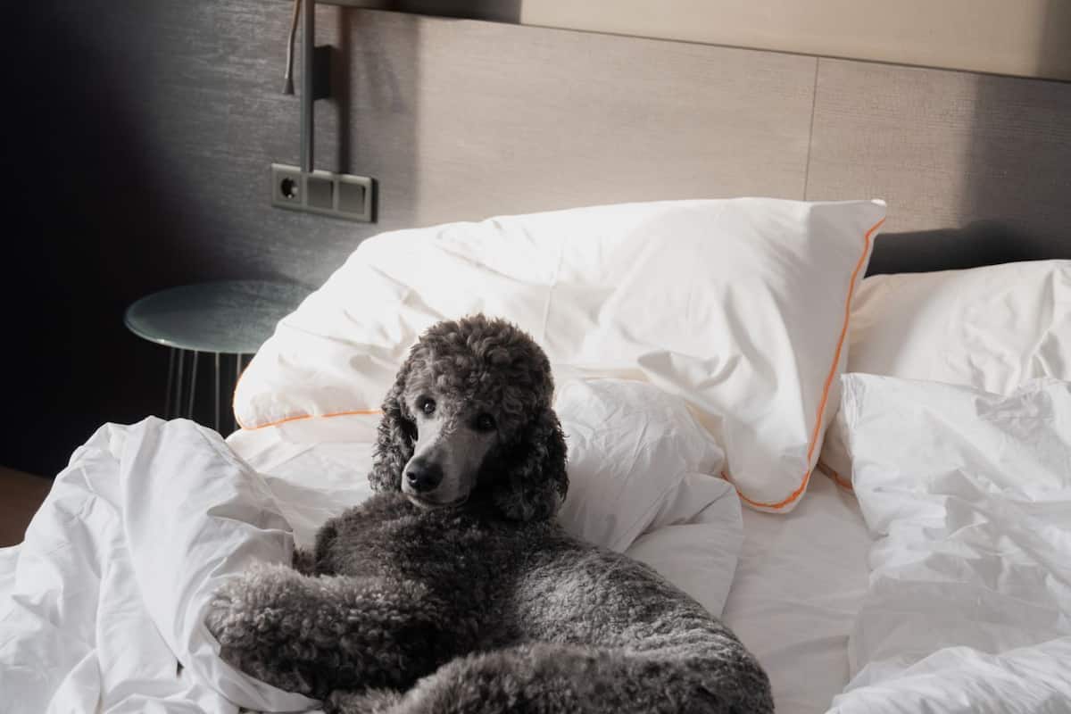 in-room safe, desk, blackout curtains, cots/infant beds