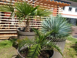 A potted plant with a wooden fence and a building in the background.