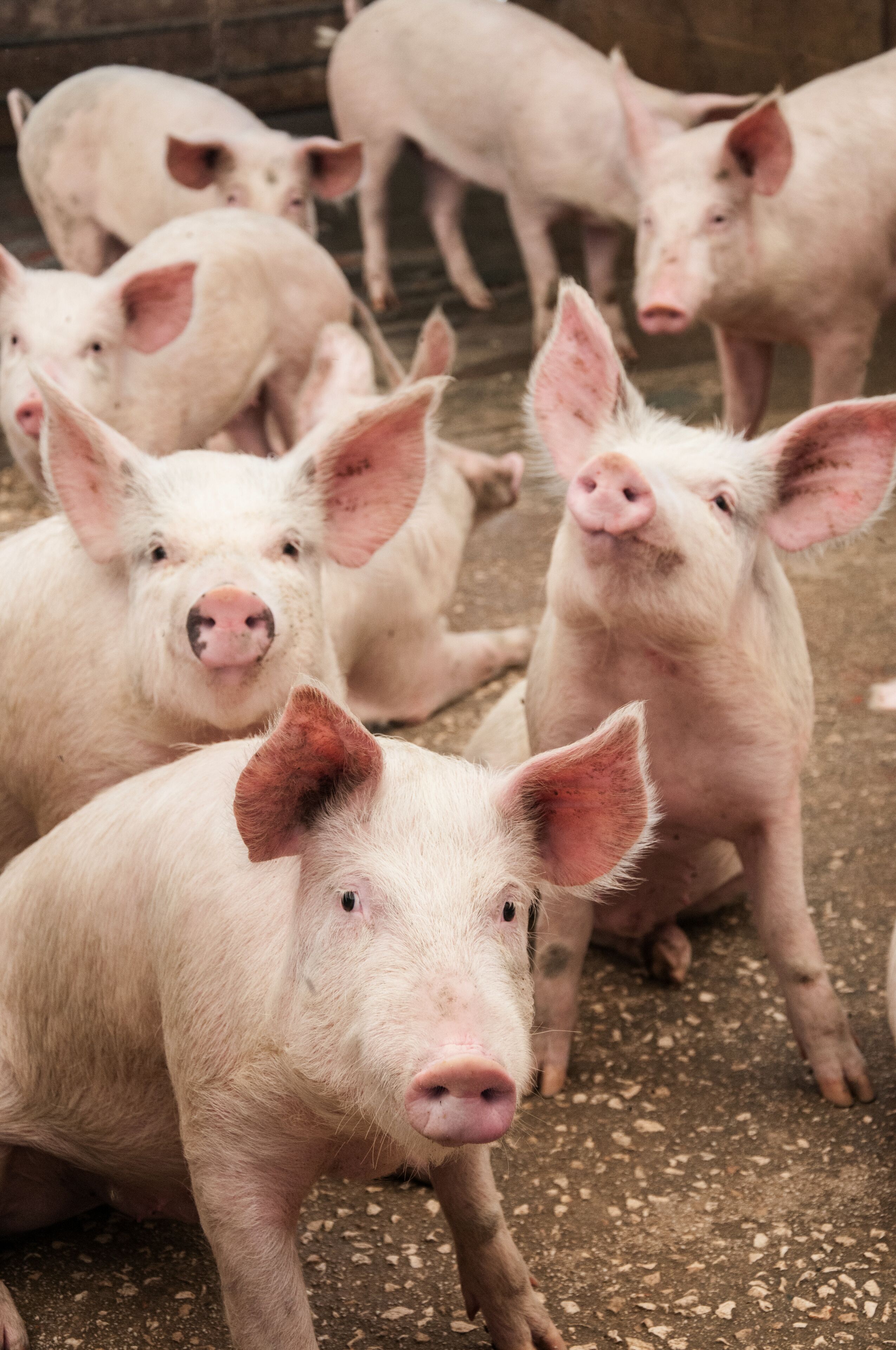 A group of pigs in a pen with a dirt floor.