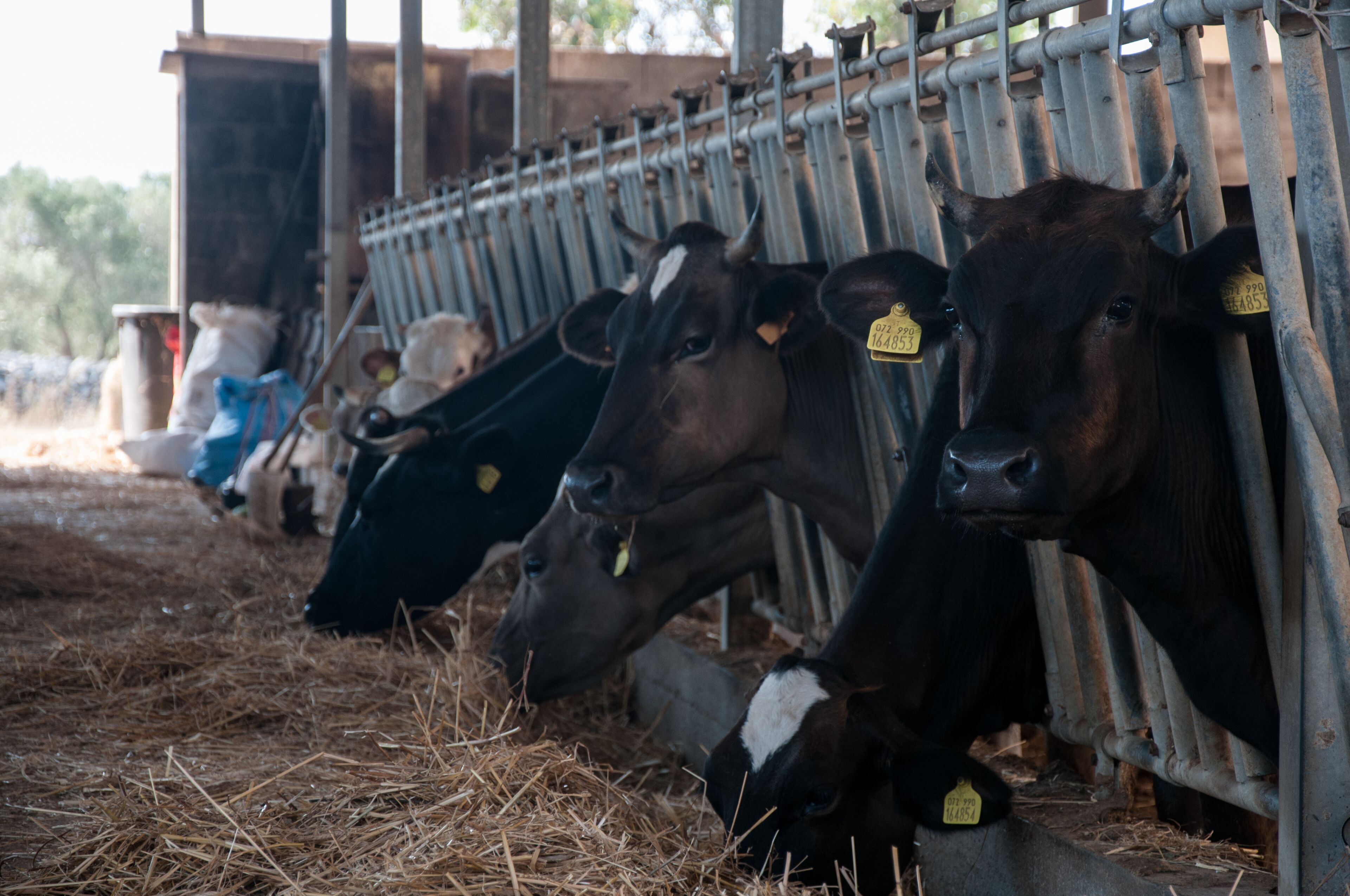 A row of cows in a pen with metal feeding bars, hay on the ground, and a wooden structure in the background.