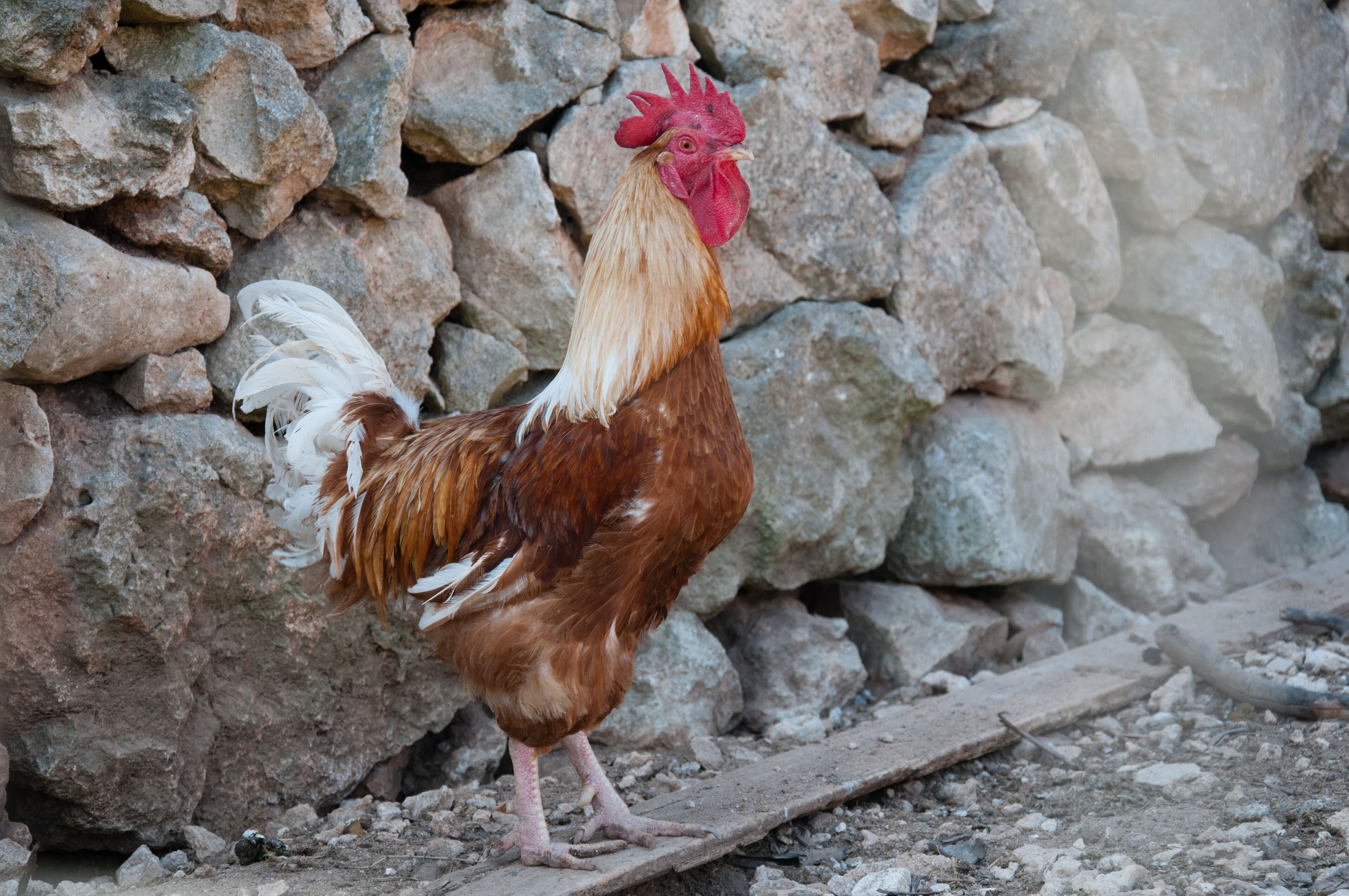 A rooster standing on a wooden plank with a stone wall in the background.