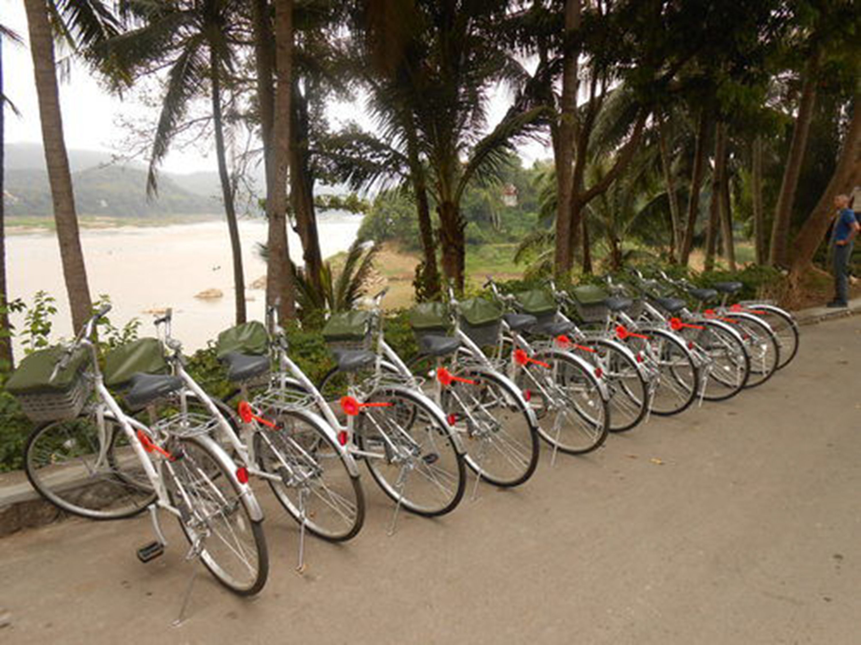Una hilera de bicicletas aparcadas a lo largo de un camino pavimentado, con un río y palmeras al fondo.