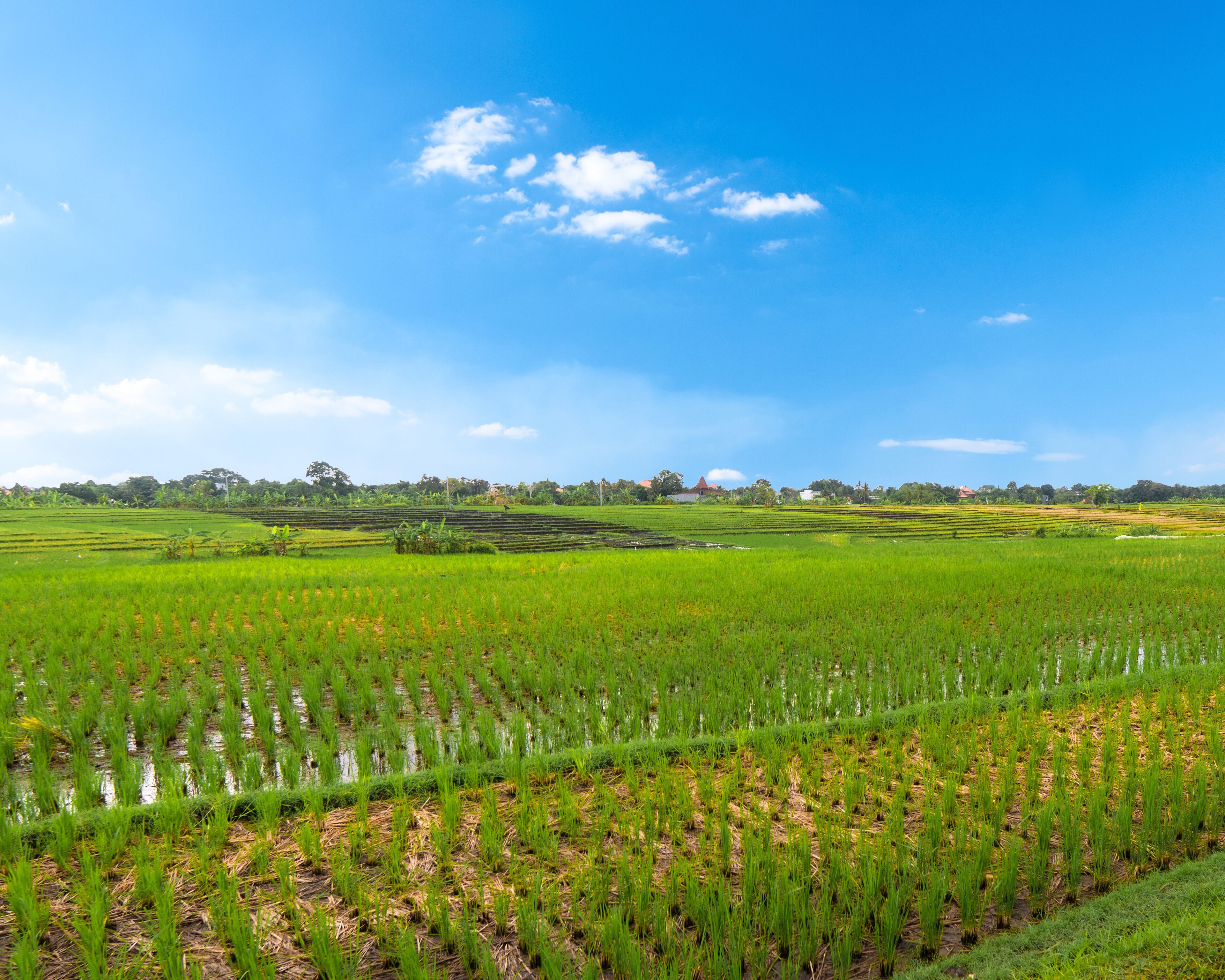 Een uitgestrekt groen veld met terrassen van rijstvelden onder een heldere blauwe lucht.