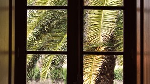 A view through a window with palm trees and a fence. - Hotel Rural El Mondalón (Las Palmas de Gran Canaria)
