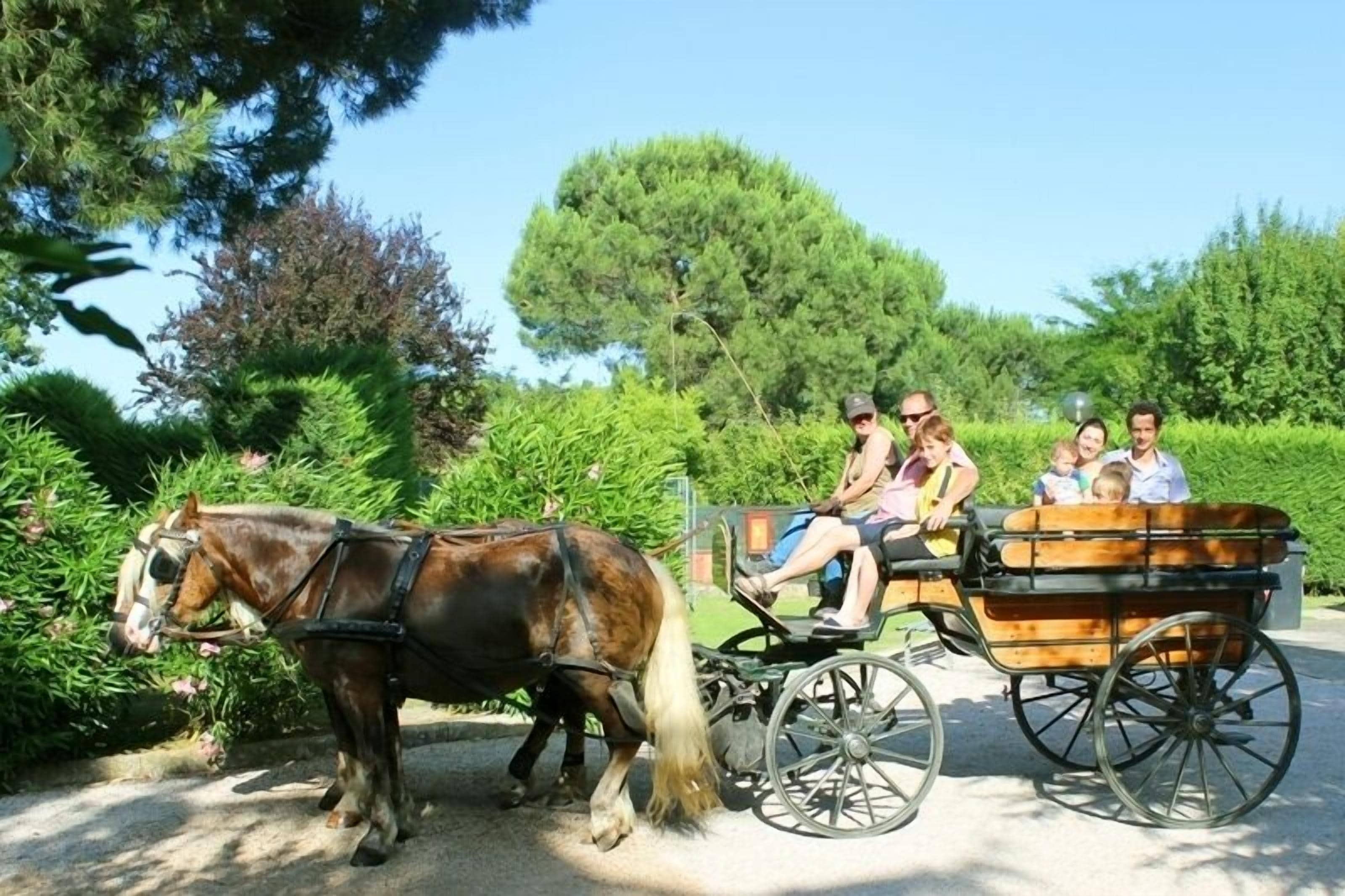 Une calèche tirée par des chevaux, transportant des passagers, et entourée de verdure et d’arbres.