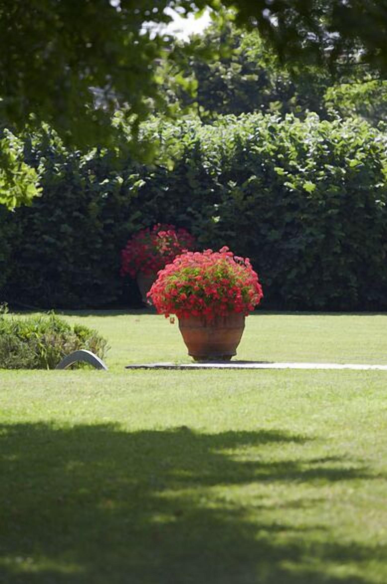 Un jardín con una planta grande en maceta y flores rojas.