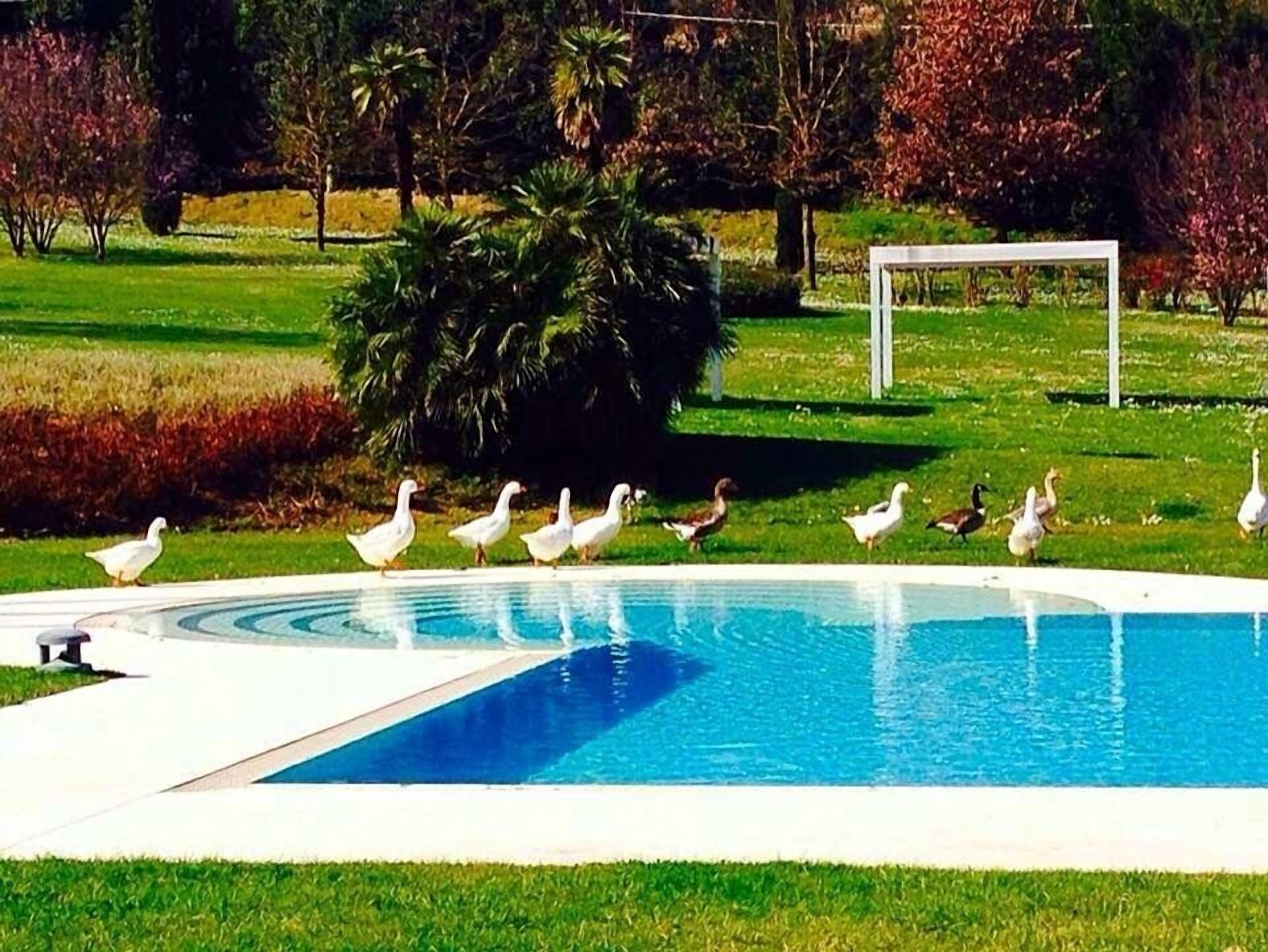 A swimming pool with ducks around it.