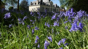 Een groot huis omringd door een weelderige tuin met hoog gras en paarse bloemen.