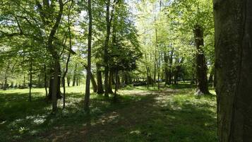 Un área boscosa con un sendero de tierra y árboles.