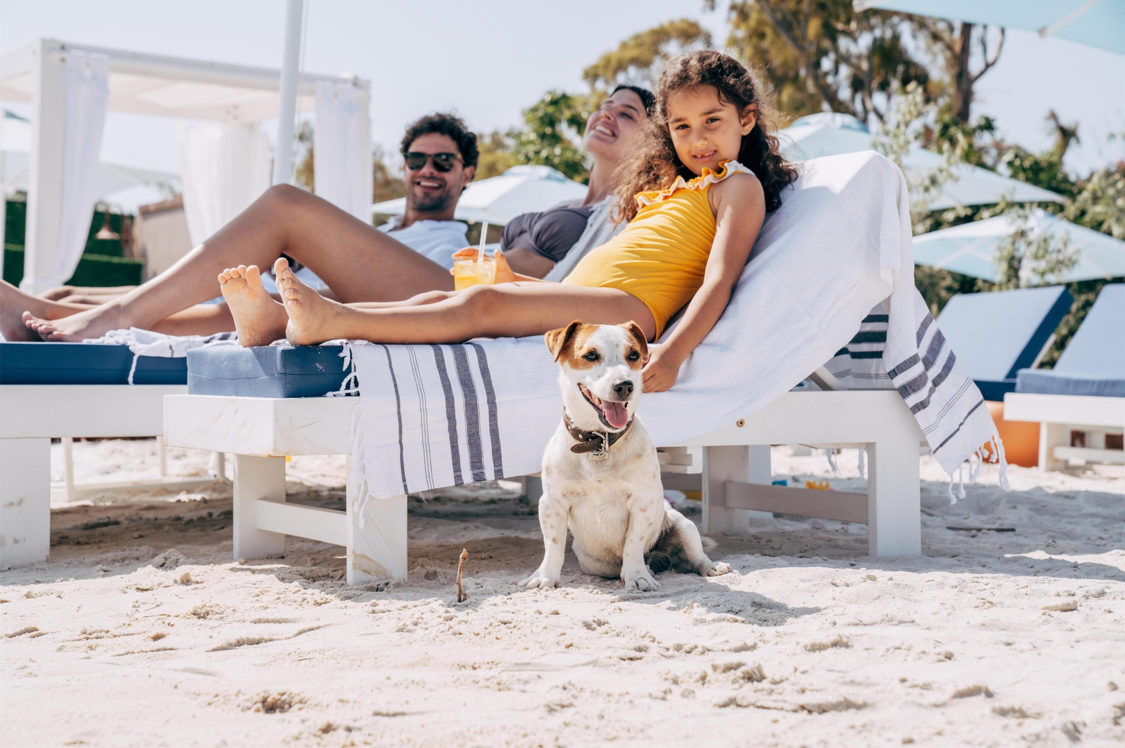 A beachside lounge area with white lounge chairs and a dog sitting in the sand.