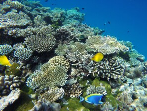 Playa en los alrededores, playa de arena blanca y buceo