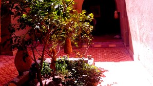 An arched corridor with a potted plant and a tiled floor. - Dar Panorama (Skoura)