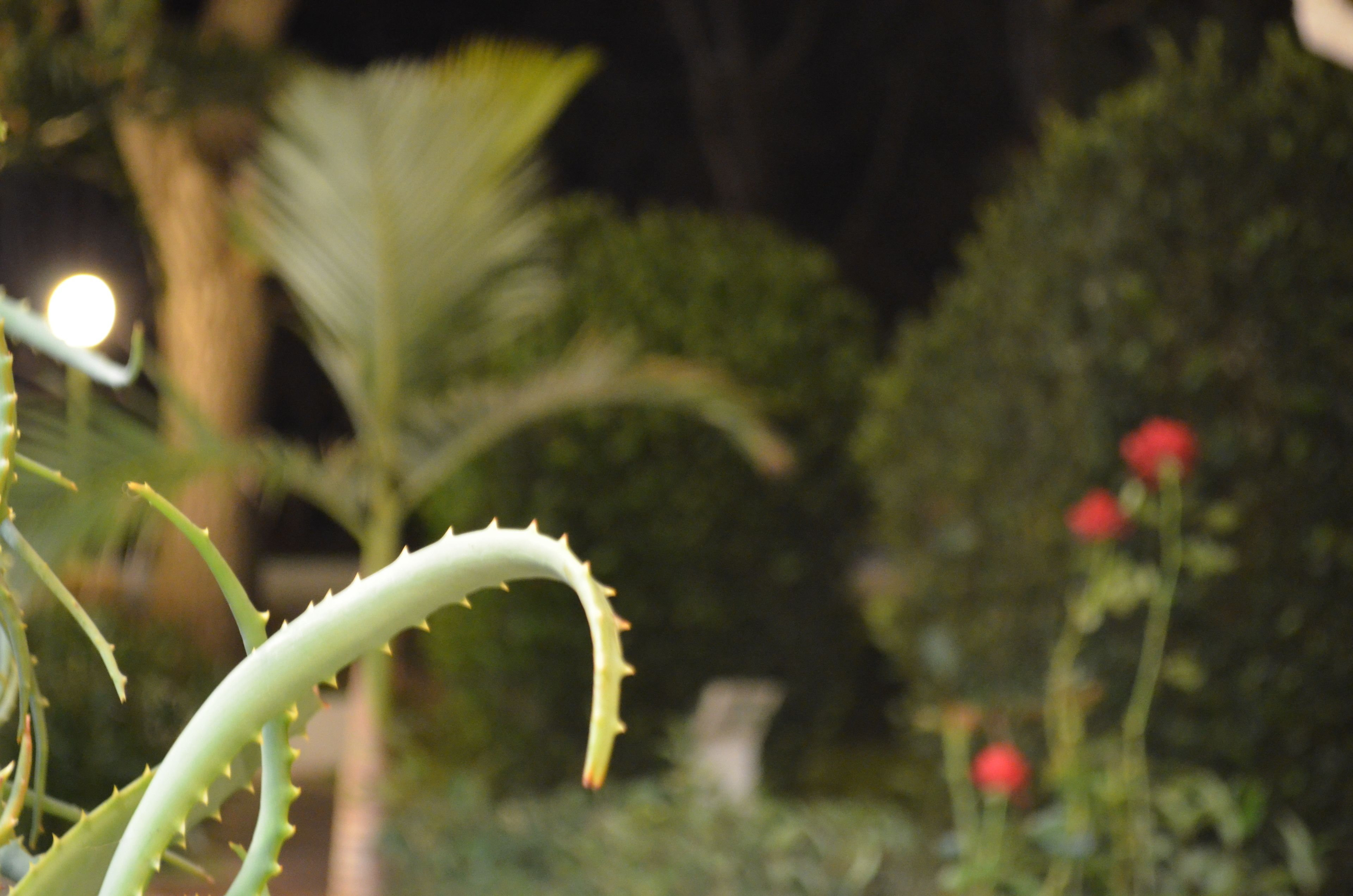 A close-up of a plant with spiky leaves, possibly an aloe vera, in a garden setting with blurred background foliage and a red flower.