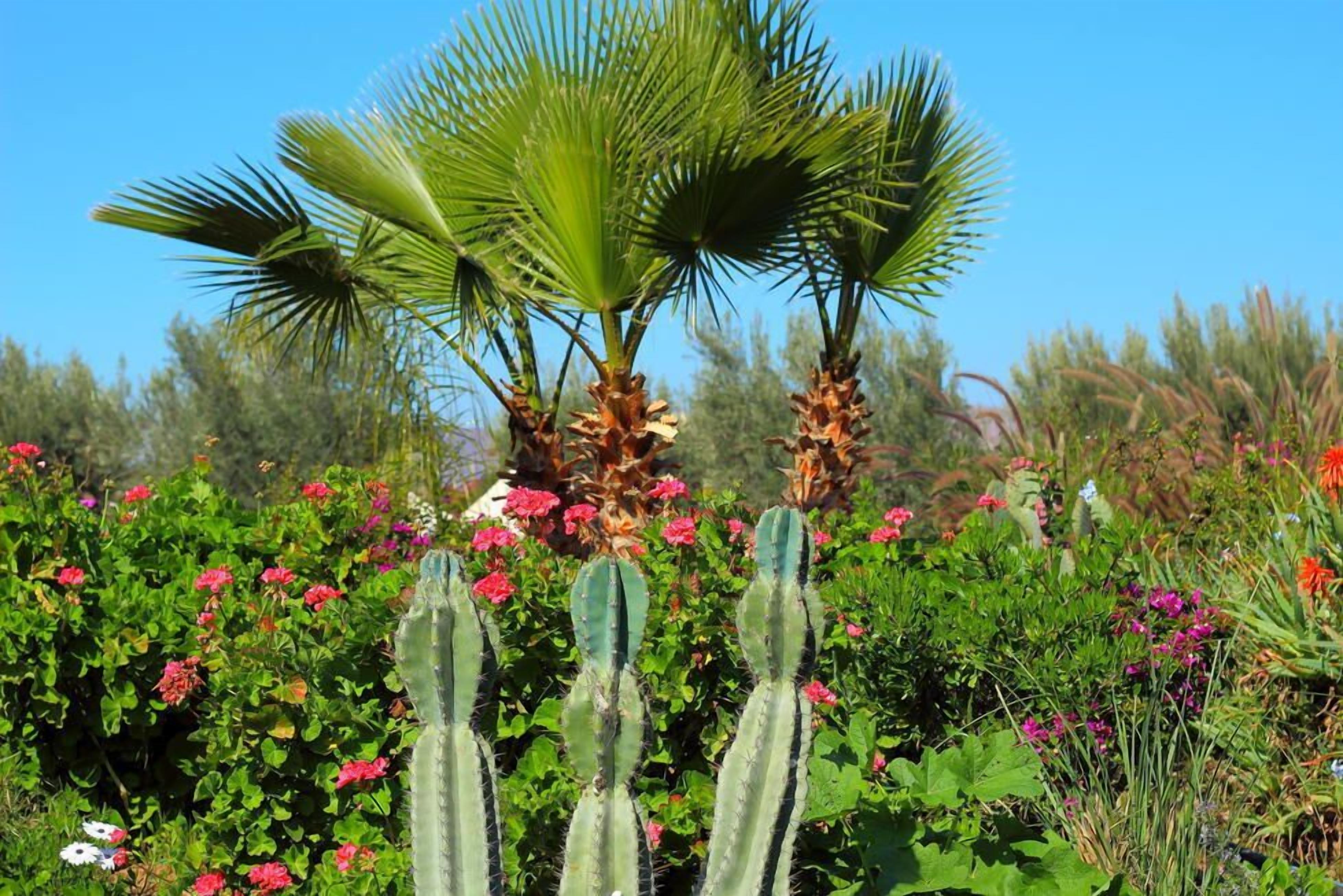 A garden with cacti and various flowering plants.