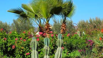 A garden with cacti and various flowering plants.