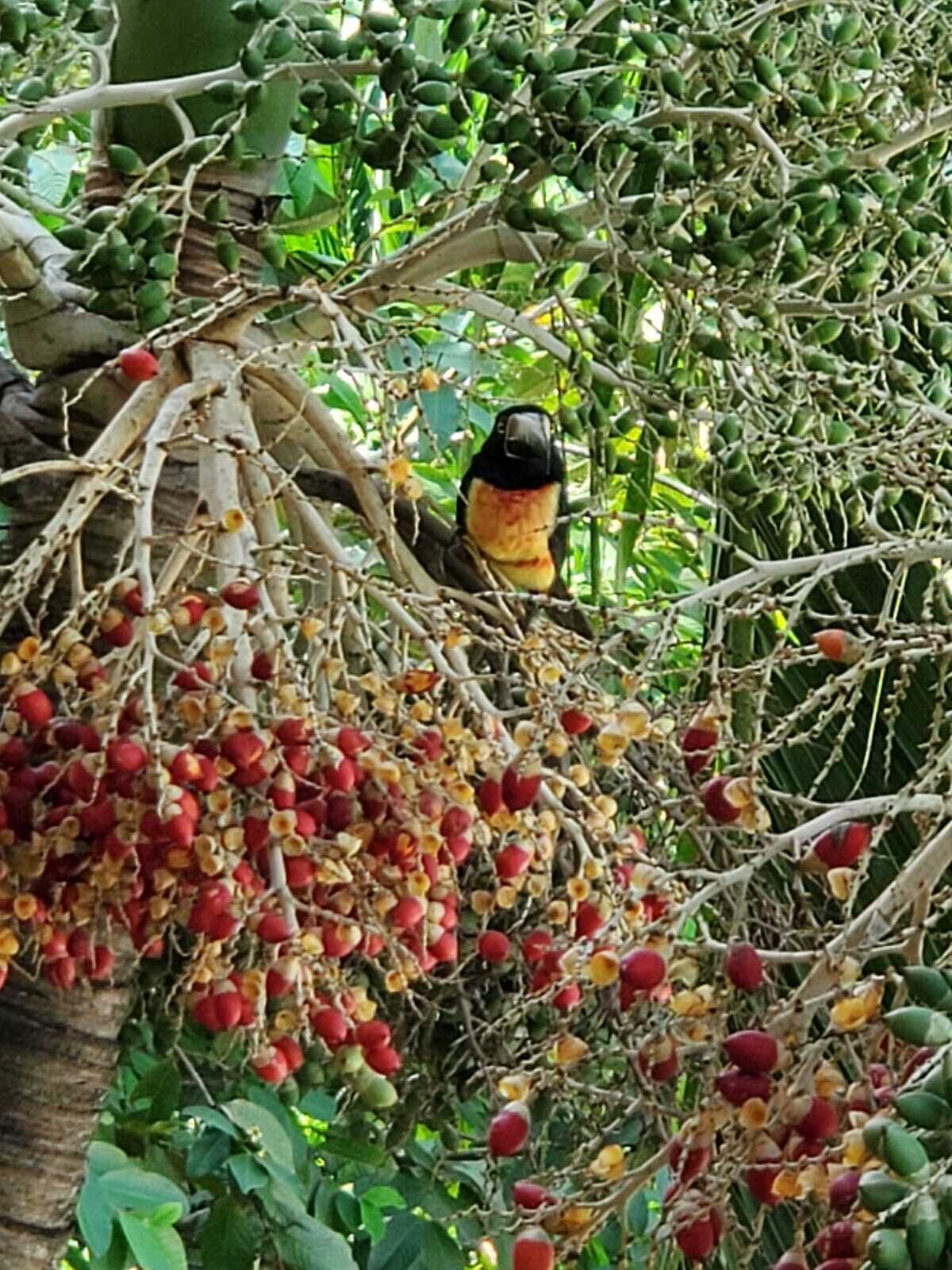 Ein Vogel sitzt auf einem Ast inmitten dicht bewachsener Vegetation und Früchten.