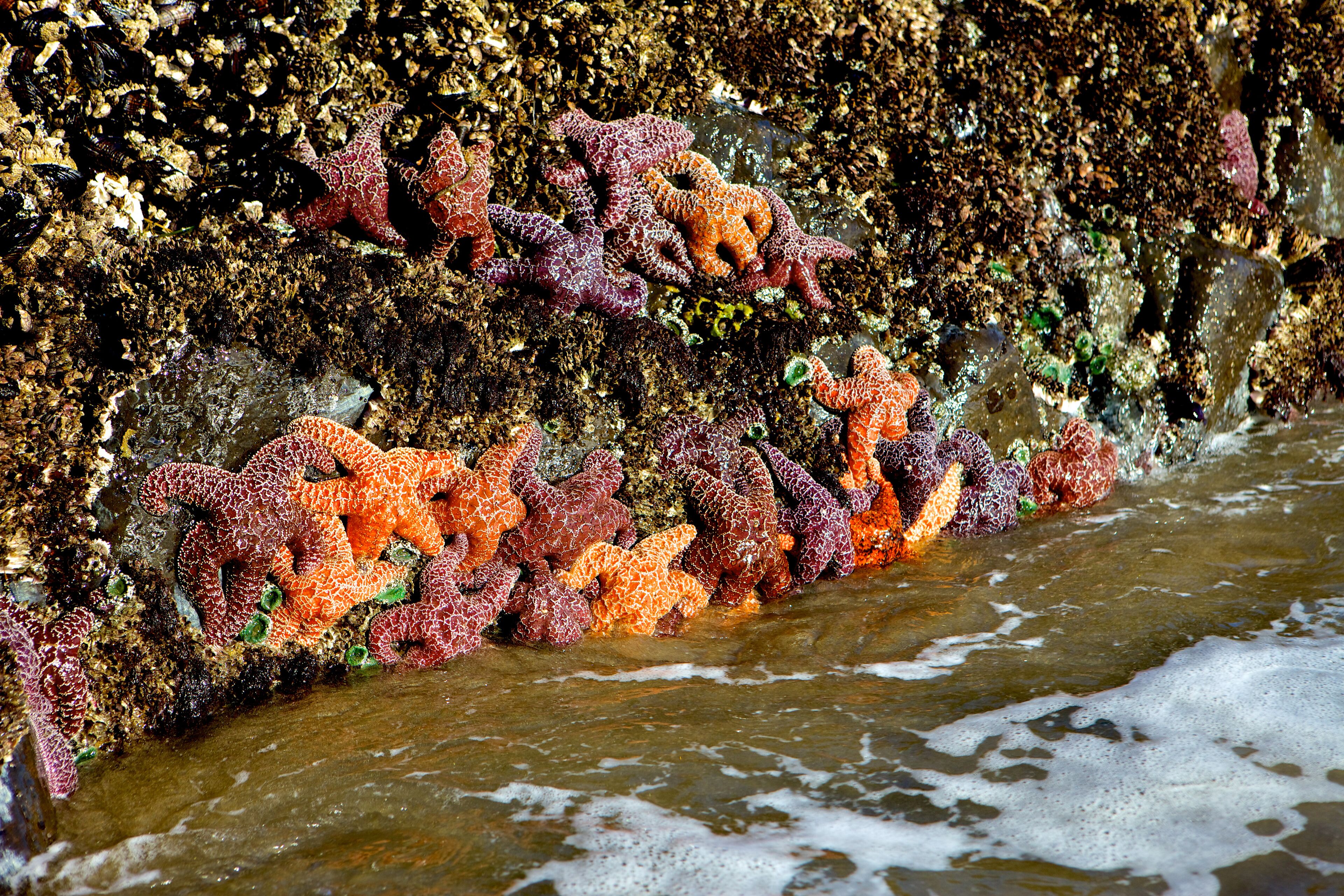 beach nearby, sun-loungers, beach towels