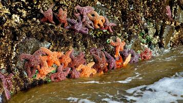 Una costa rocosa con estrellas de mar anaranjadas y púrpuras agrupadas en la orilla.