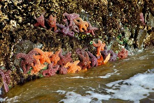 Una costa rocosa con estrellas de mar anaranjadas y púrpuras agrupadas en la orilla.