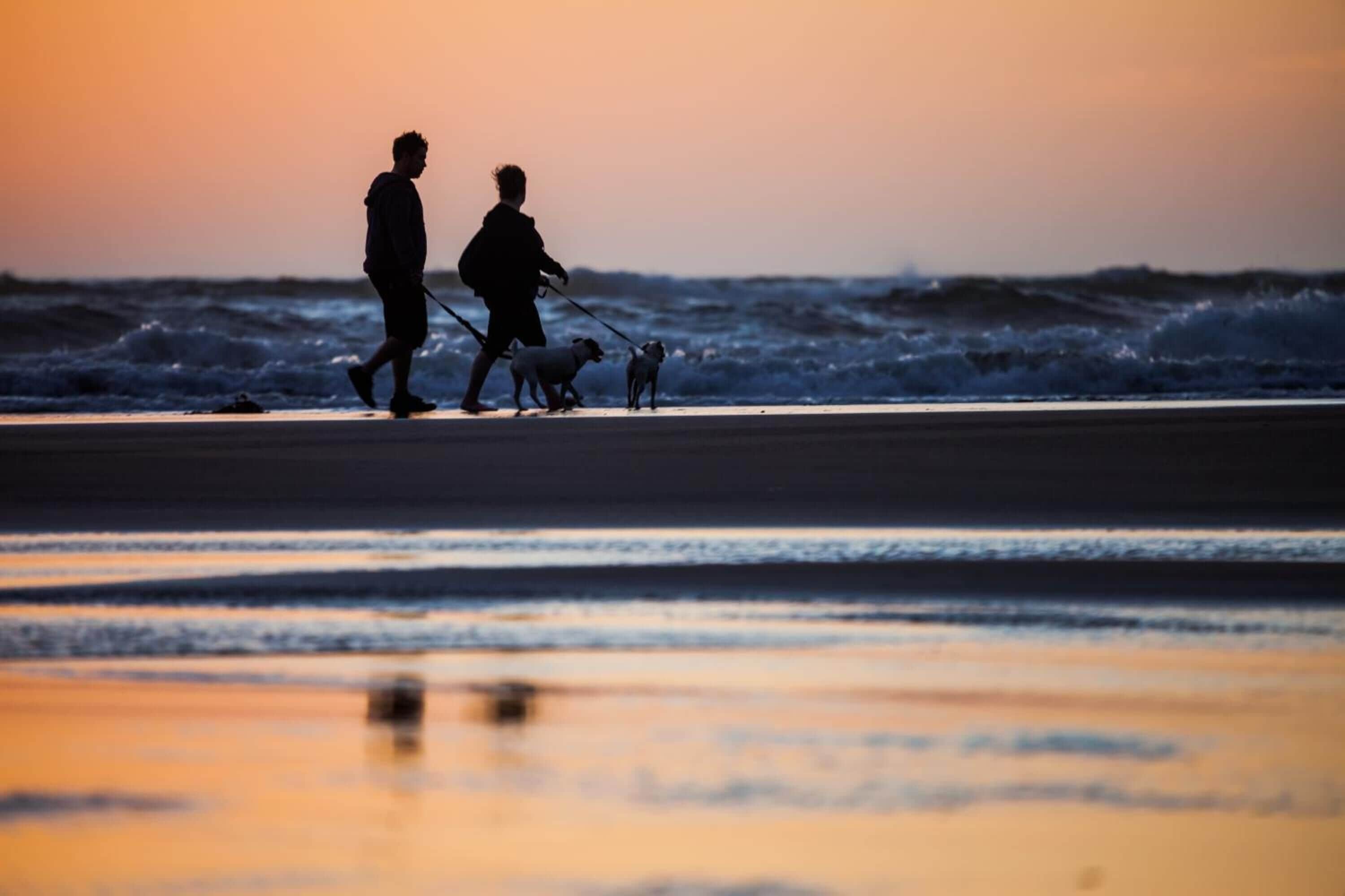 Una spiaggia con una persona che porta a passeggio un cane.