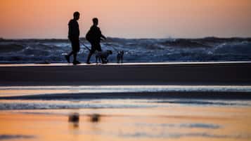Una spiaggia con una persona che porta a passeggio un cane.