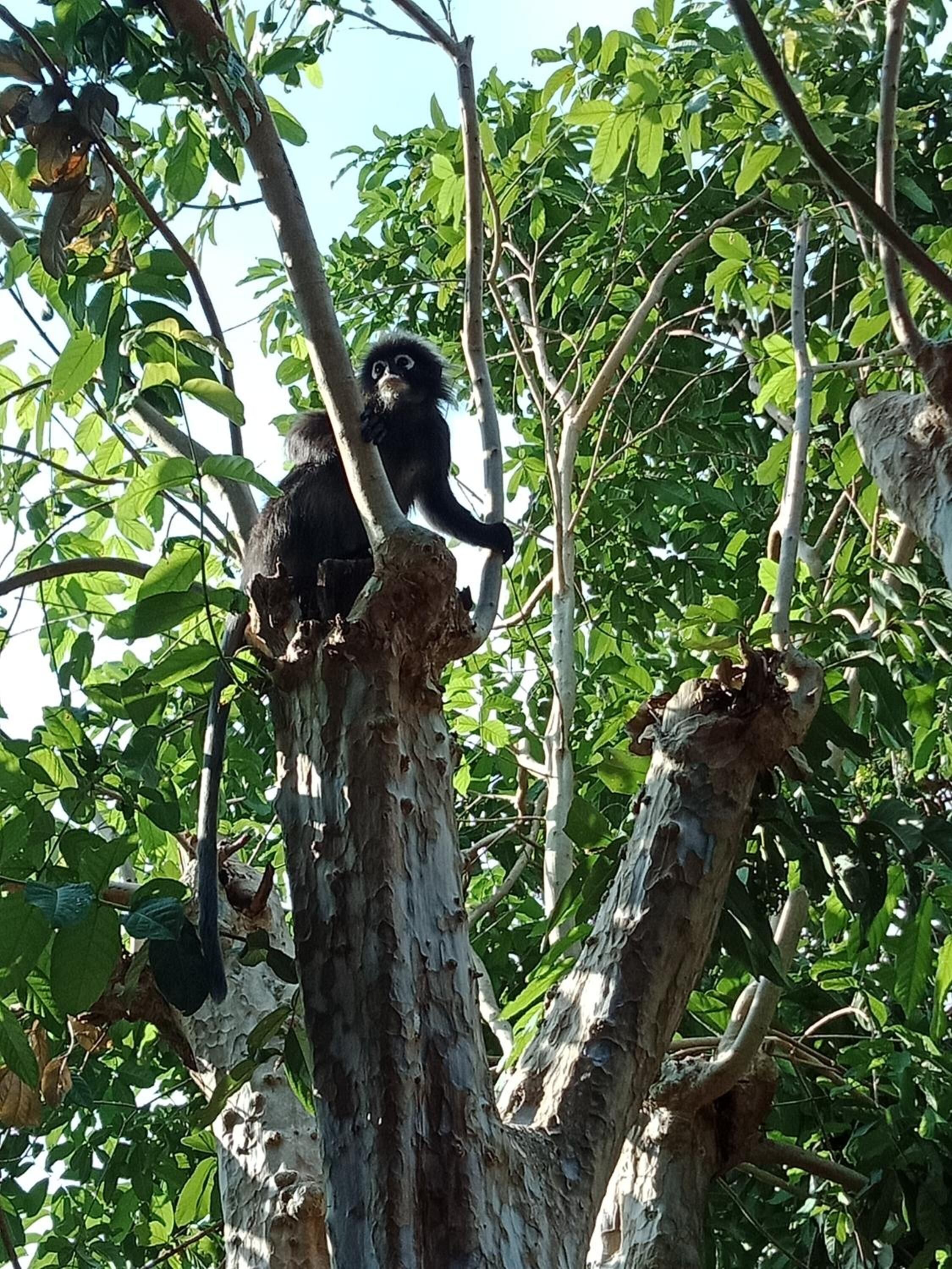 Foto - T Star Cottage Langkawi