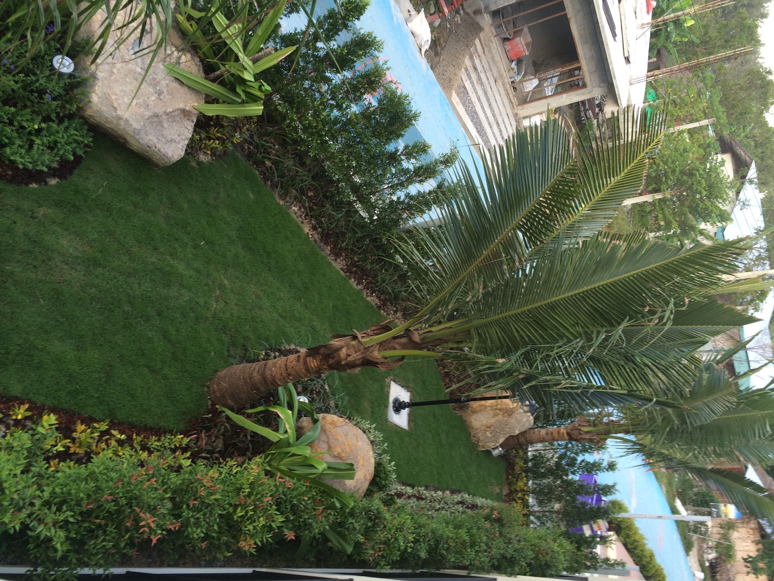 garden view room | view from room