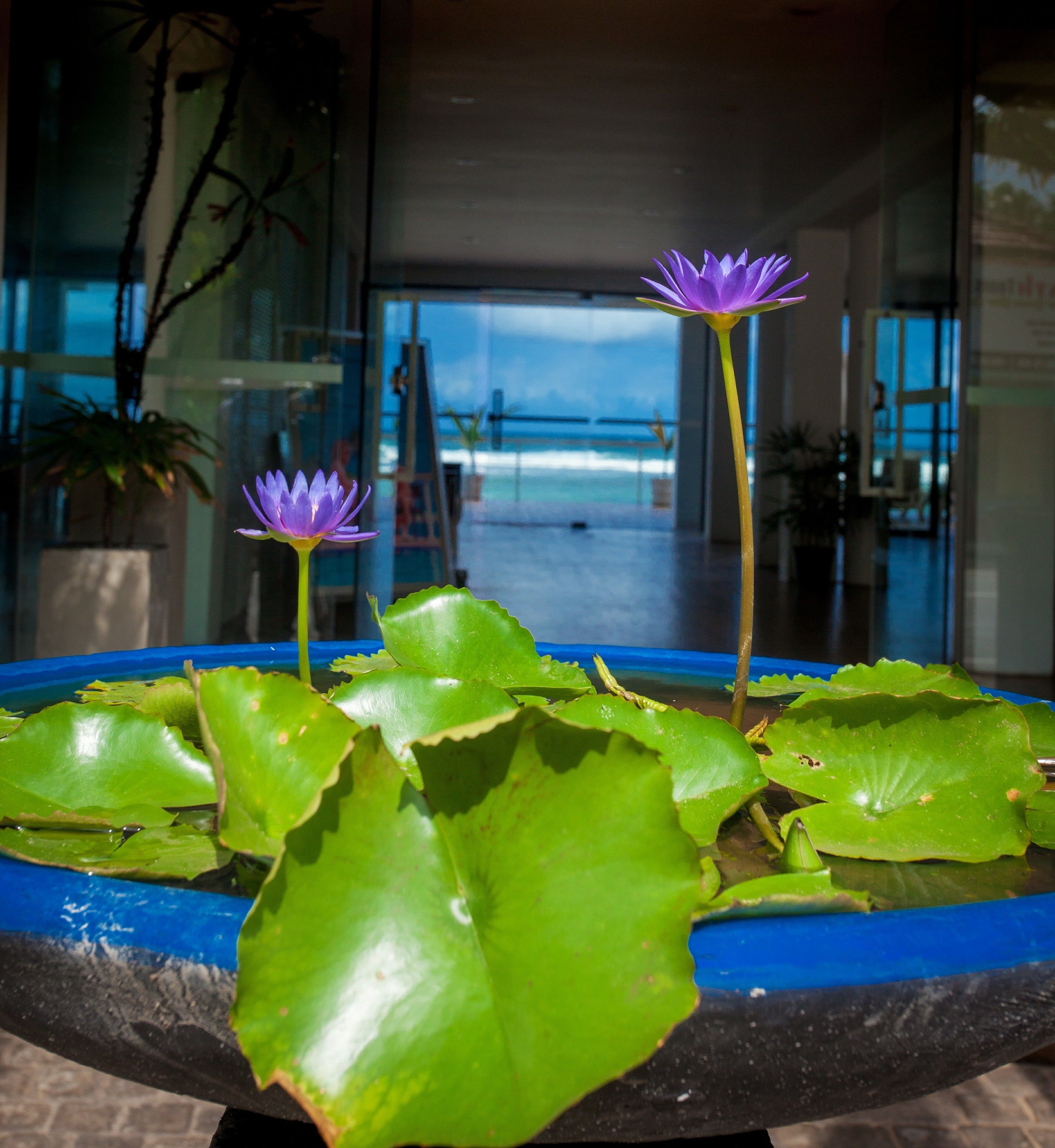 A water feature with lotus flowers and green leaves in a blue basin, with a view of a building and a body of water in the background.