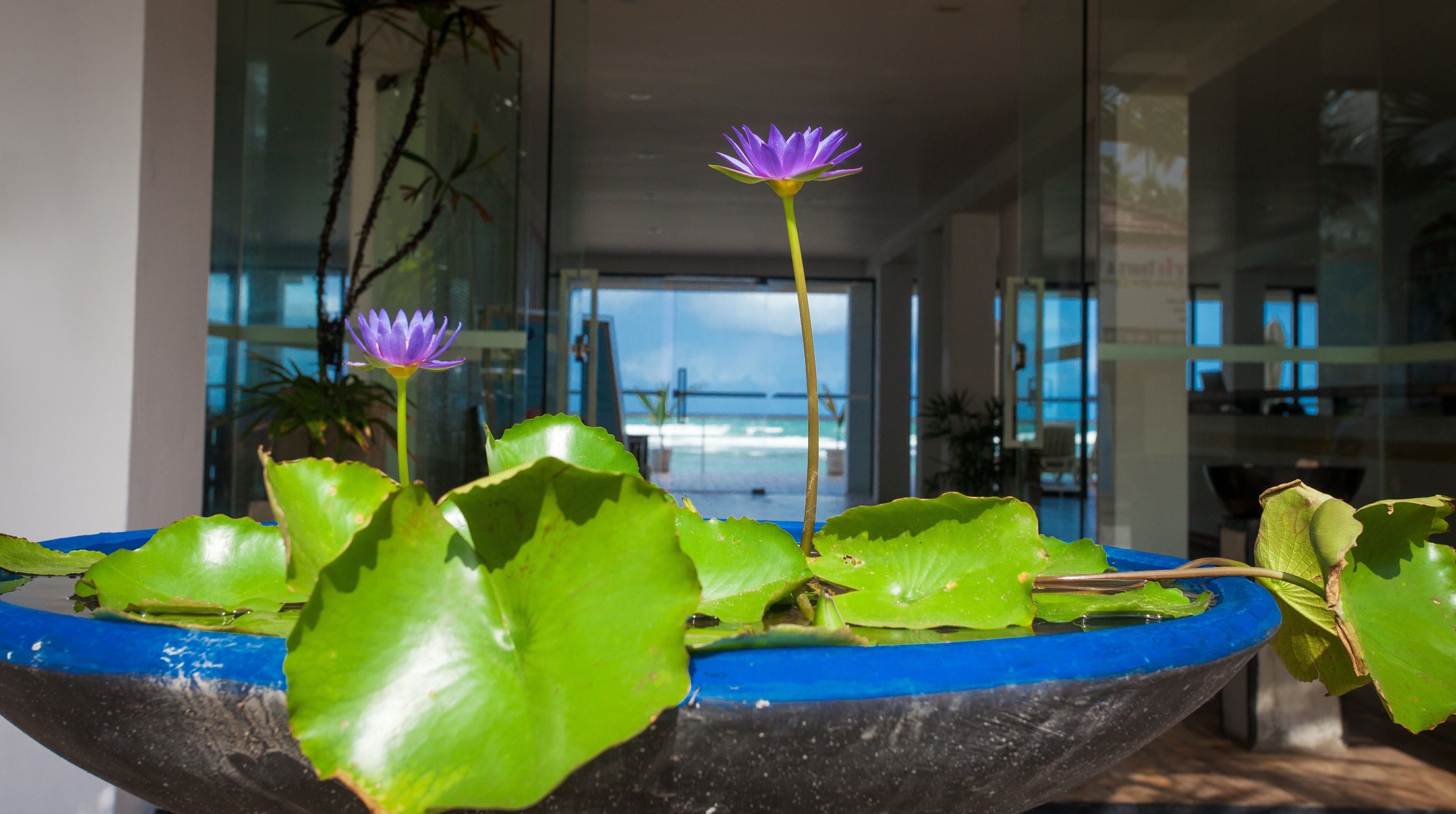 Une grande fontaine intérieure avec un motif de fleur de lotus et des feuilles vertes.