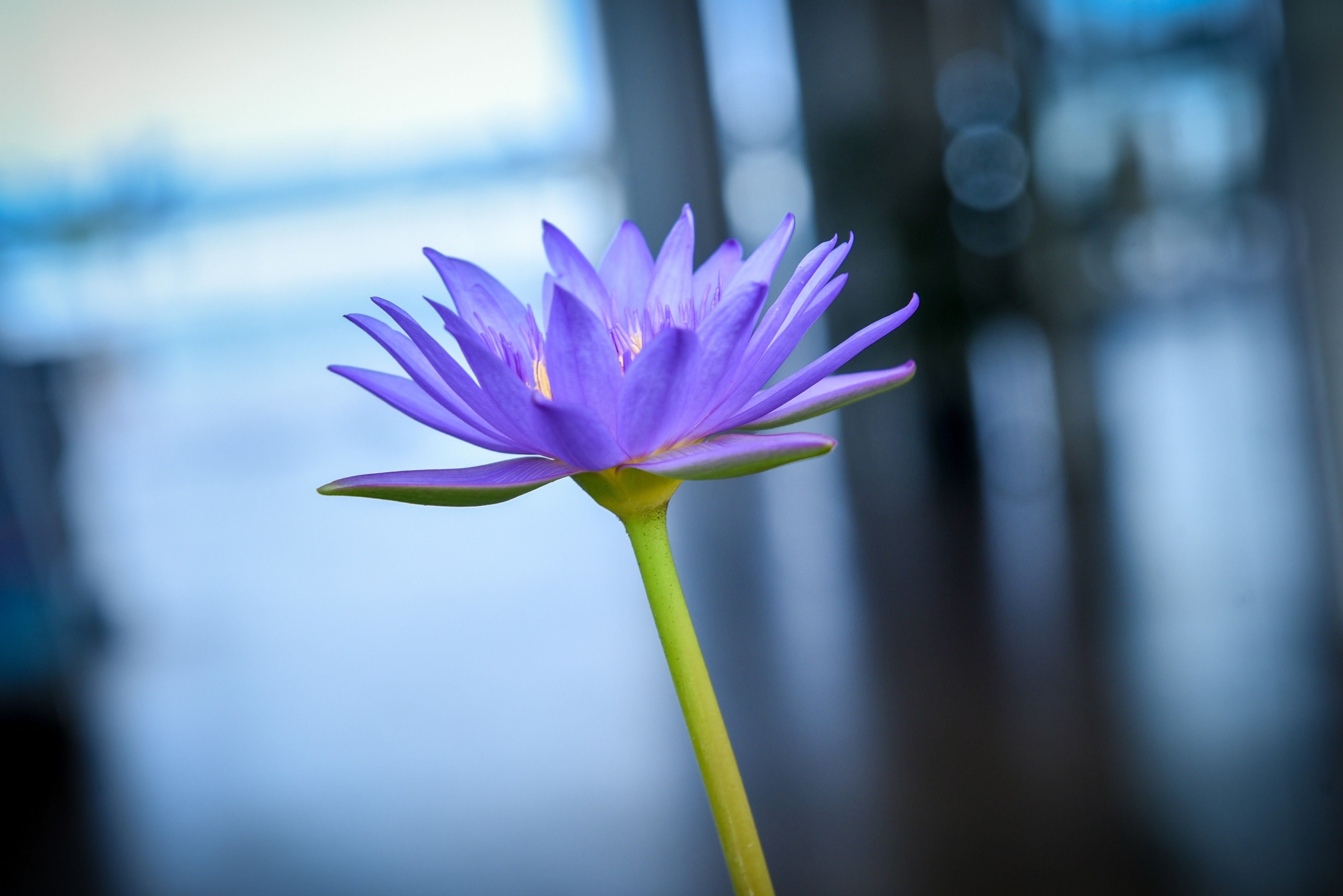 A single purple flower with a blurred background.