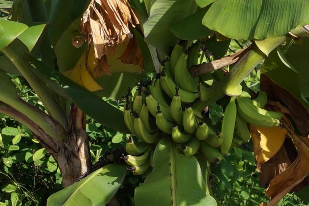 A banana tree with green bananas and large leaves.