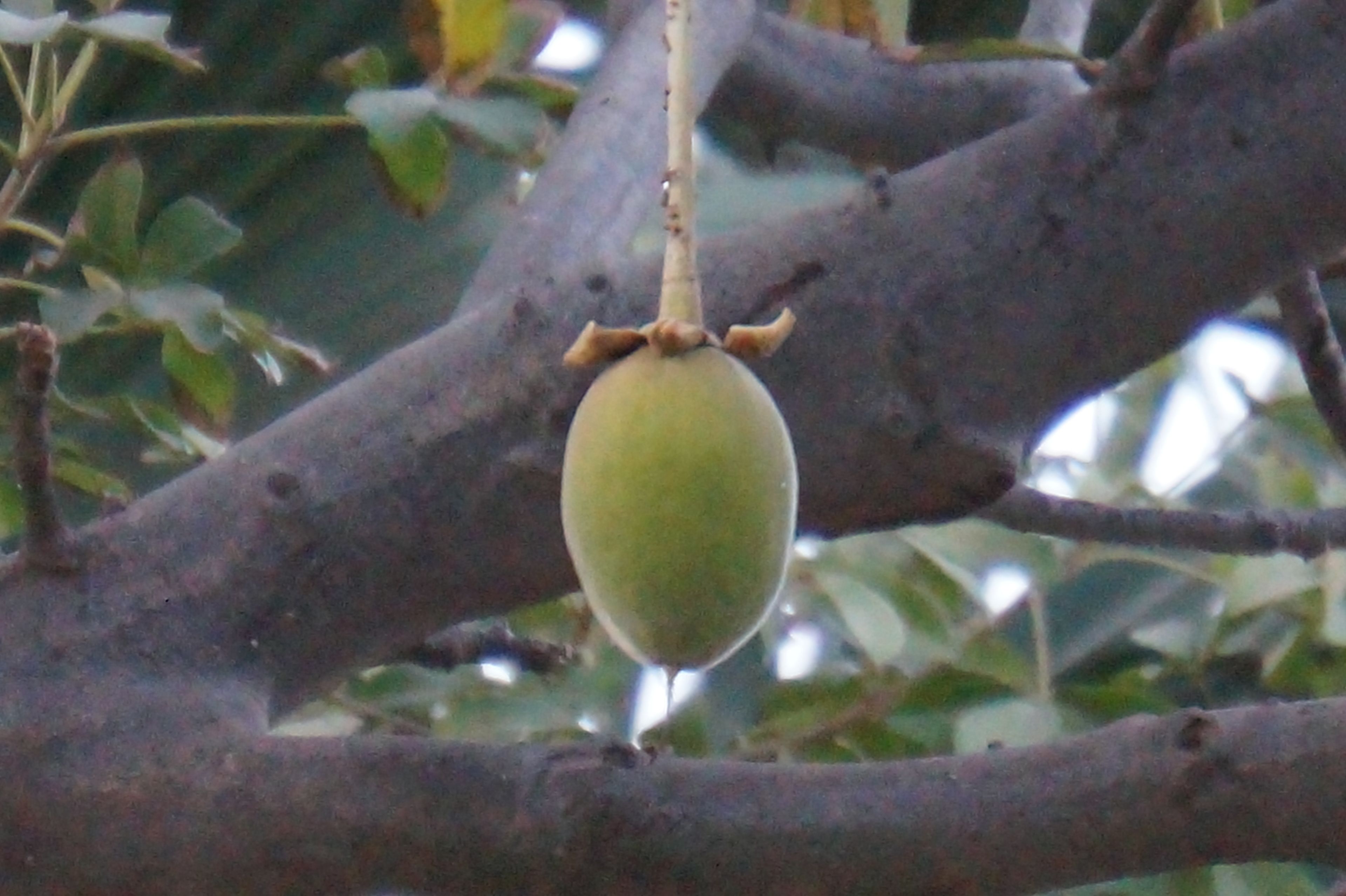 Una fruta verde colgando de una rama.