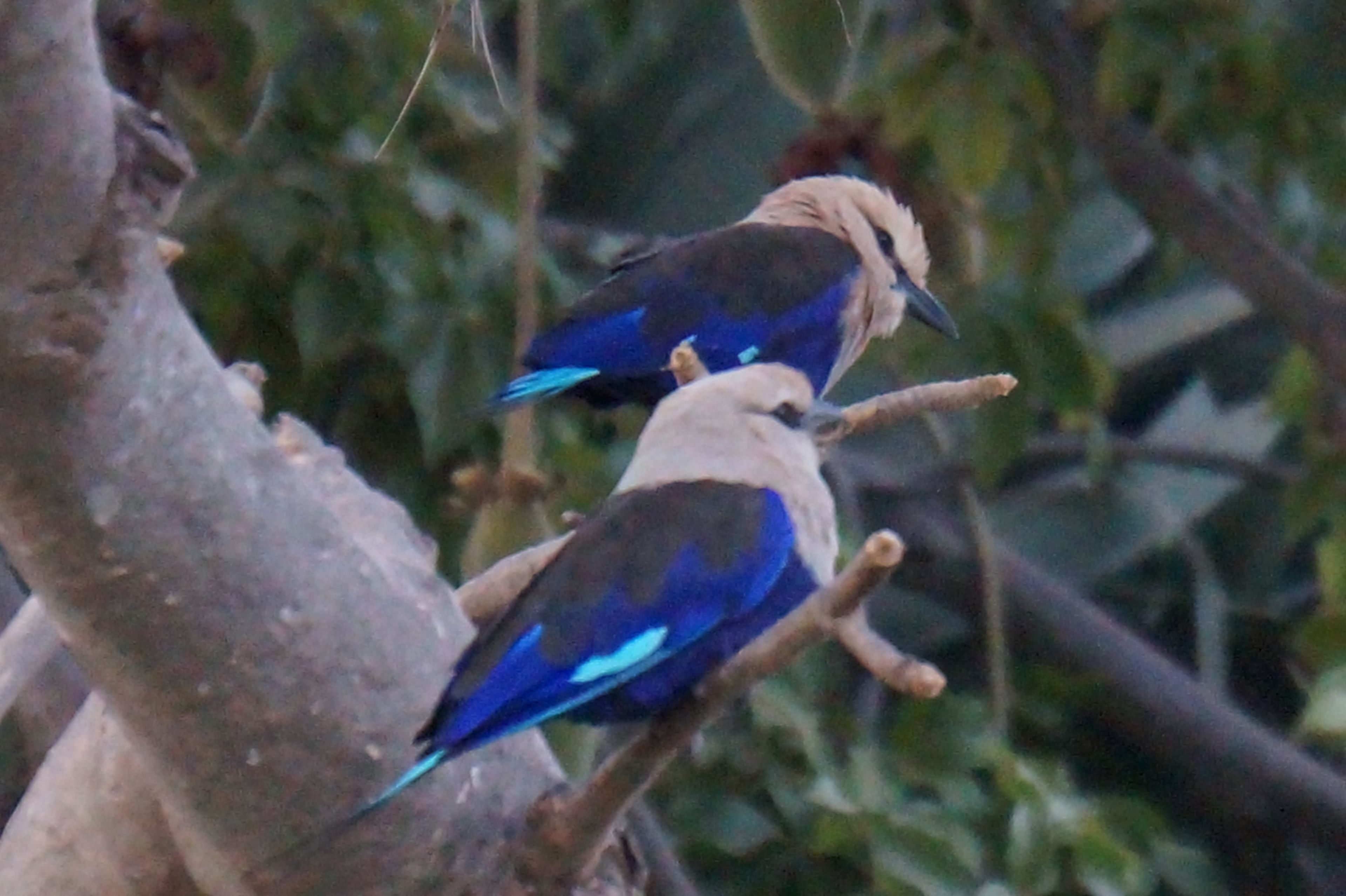 Two birds perched on a branch.