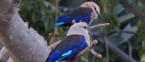 Two birds perched on a branch.