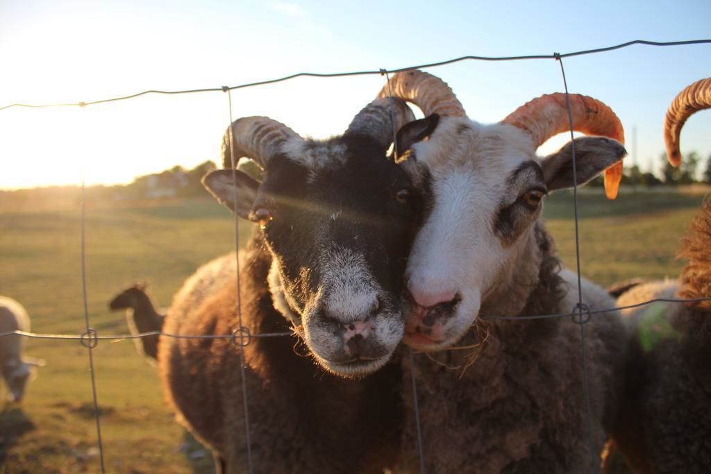A ram with large curved horns behind a wire fence.