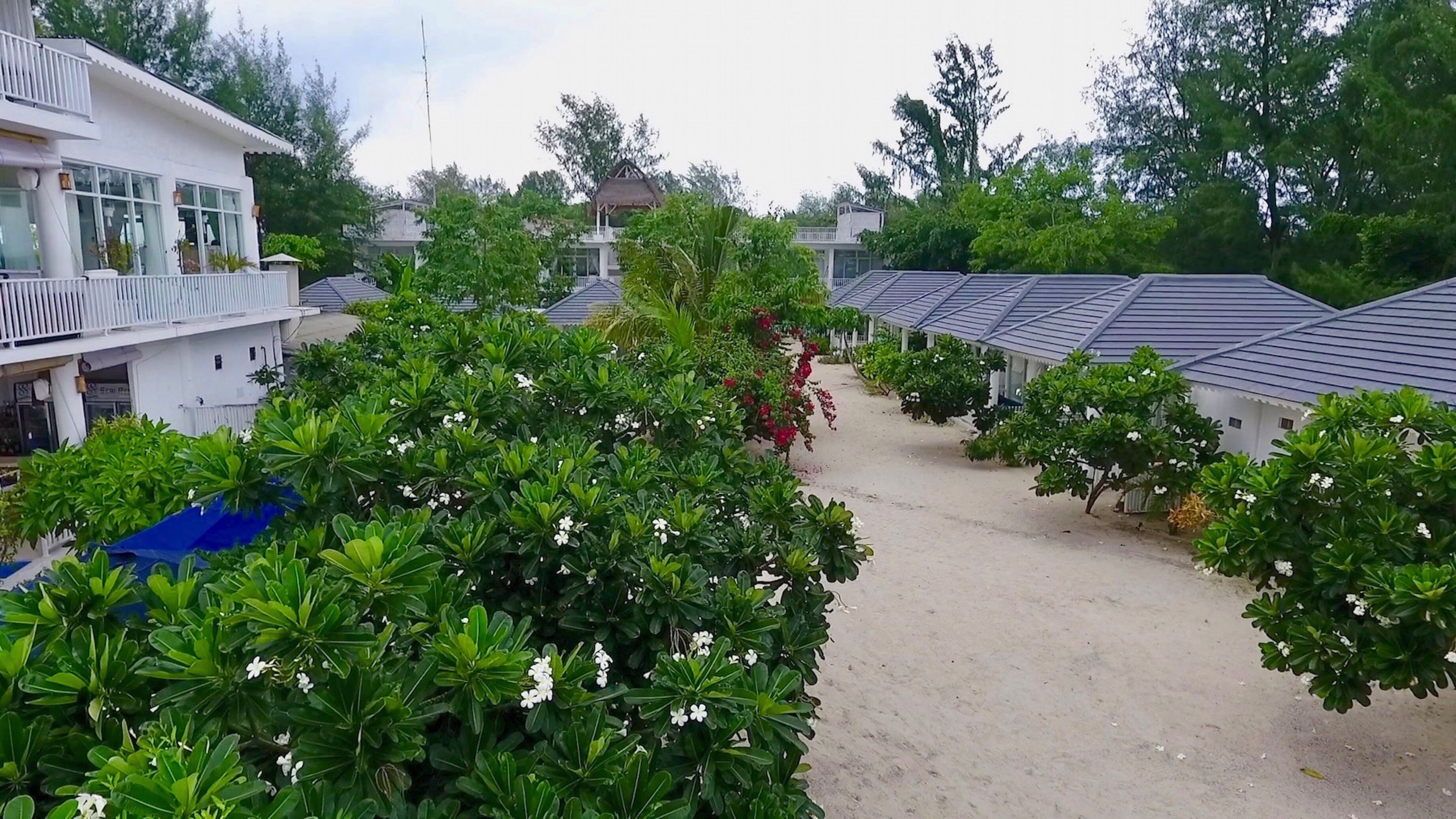 A courtyard with a pathway surrounded by lush greenery and white flowering plants. There are several buildings with grey roofs and white walls.