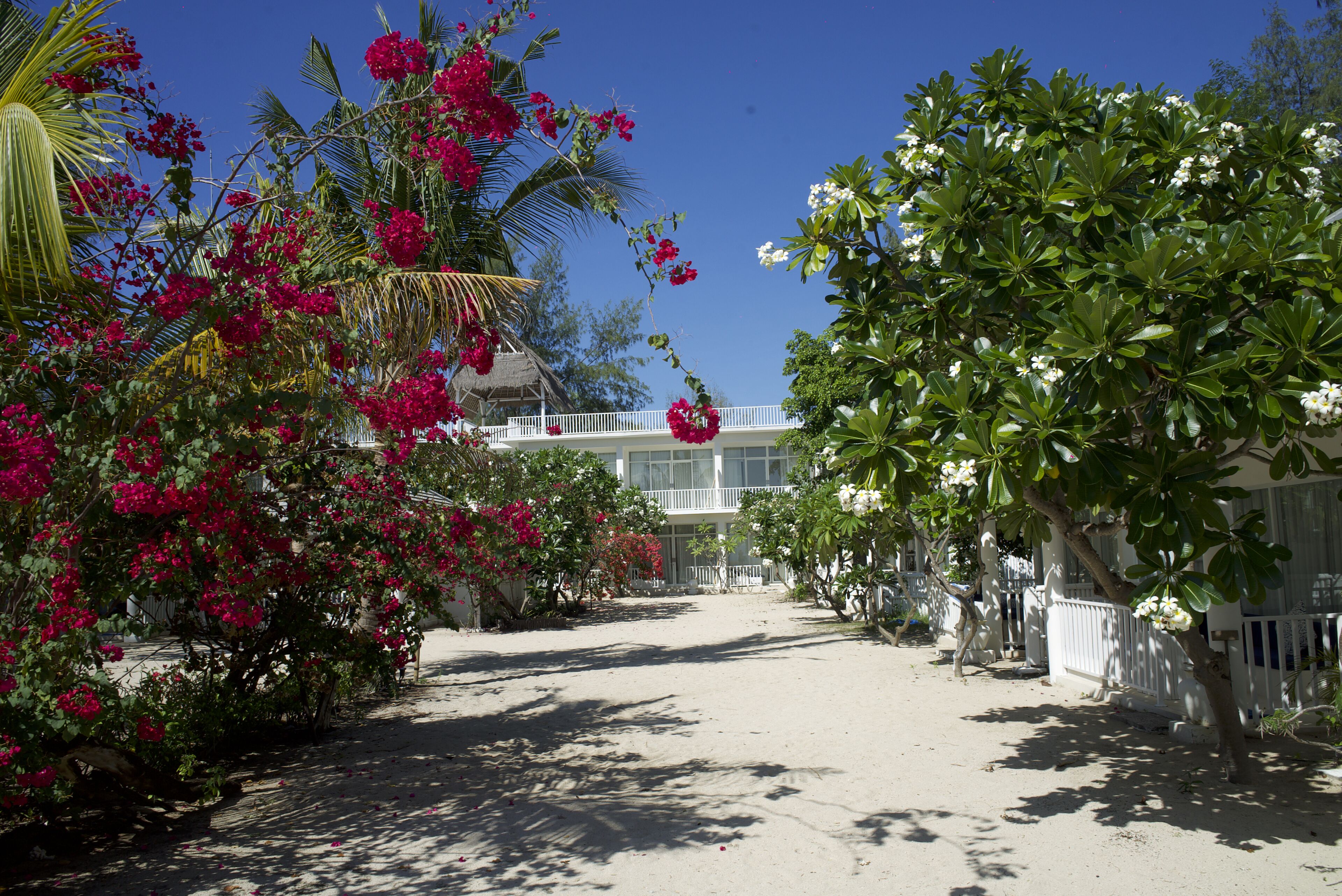 Un patio con cerca blanca, palmeras y plantas con flores.