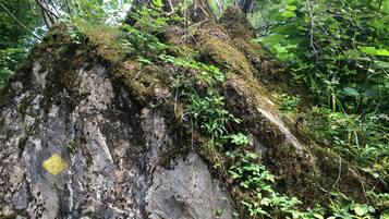 A rock formation with moss and ferns growing on it.