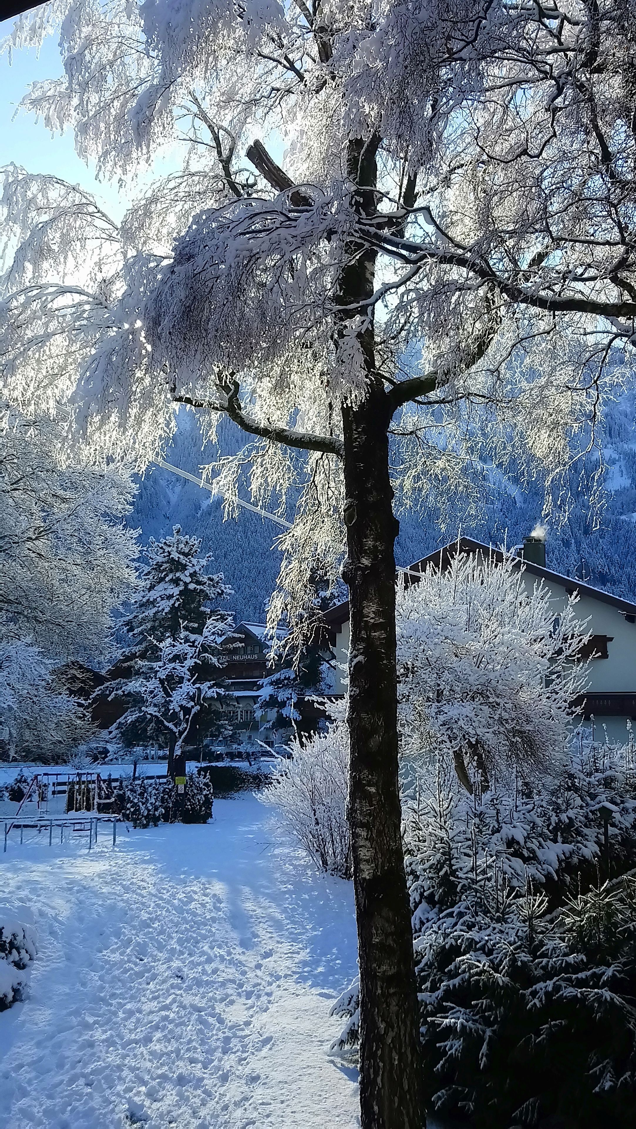 A snow-covered landscape with trees and a building in the background.