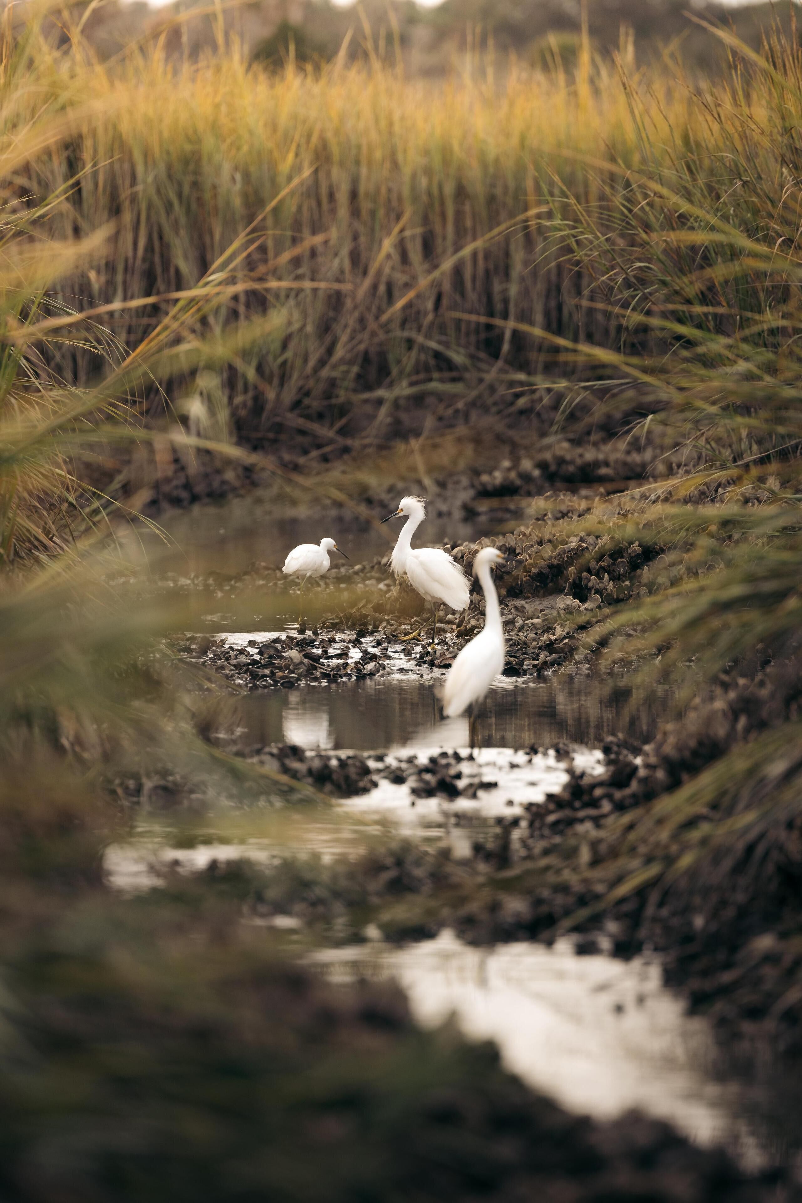 A natural landscape with a water body and tall grasses.