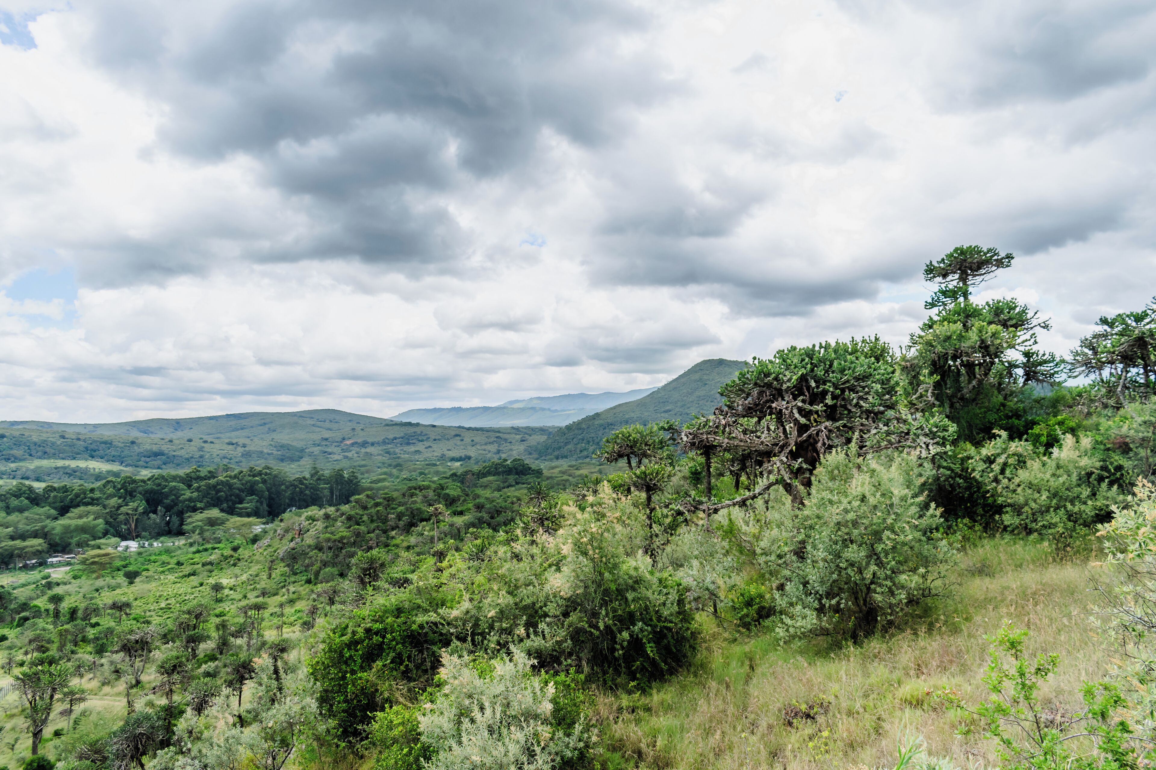 Un paisaje exuberante con diversos árboles y una cadena montañosa distante bajo un cielo nublado.