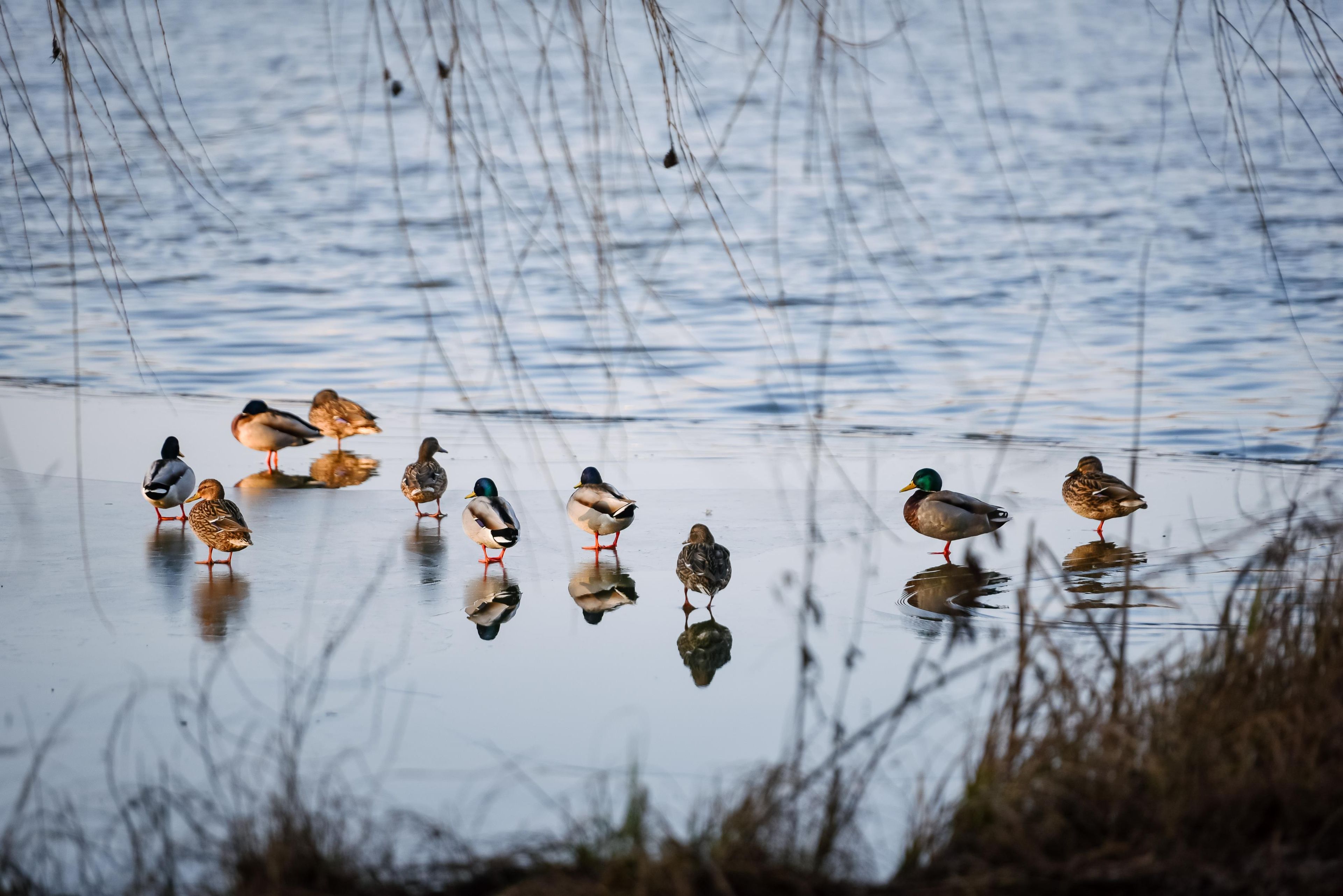 A group of ducks standing on a reflective water surface with reeds in the foreground.
