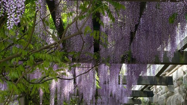 A covered walkway with hanging purple flowers, stone columns, and a gravel path. - The Inn on Biltmore Estate (Asheville)