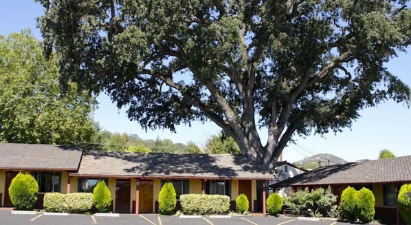 A motel with a large tree in front, a parking lot, and a clear sky.