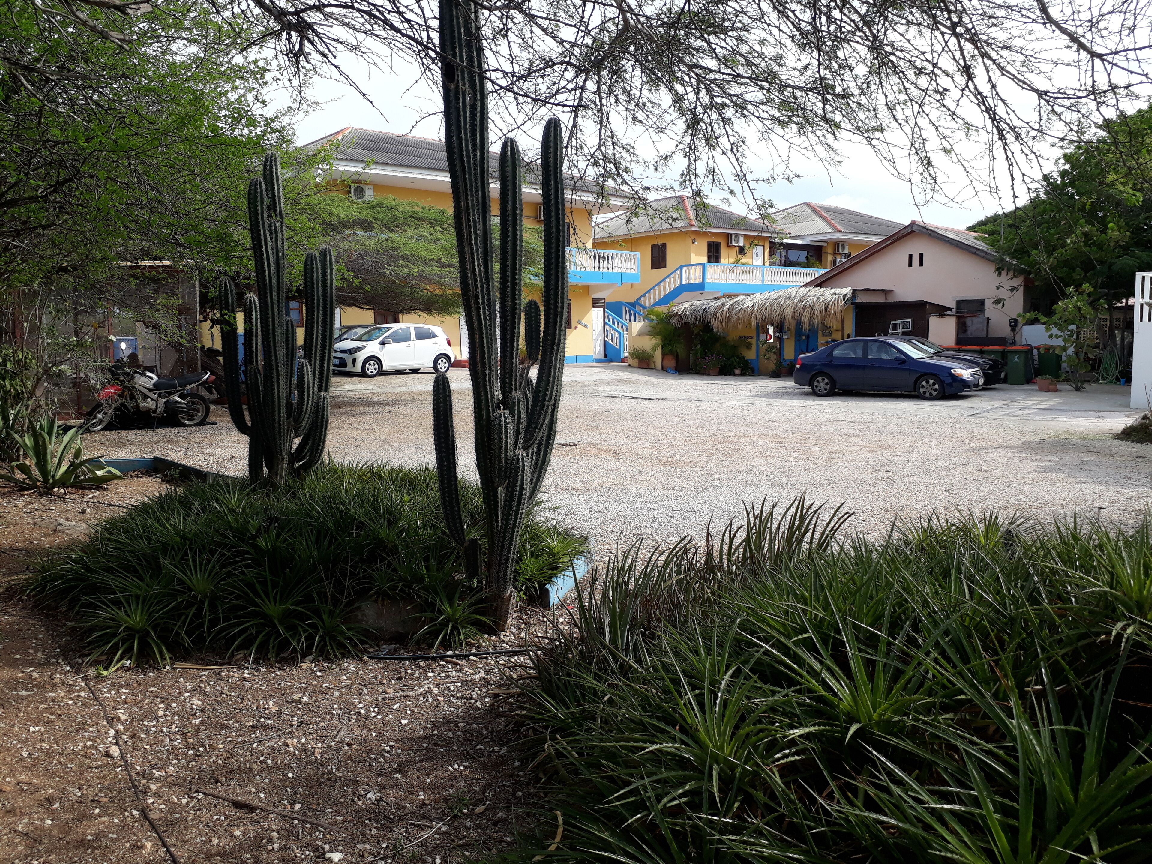 A parking area with several cars, a building with a blue and yellow facade, and cacti in the foreground.