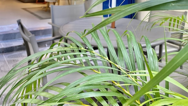 Een modern interieur met een zithoek, een blauwe accentmuur en een plant op de voorgrond.