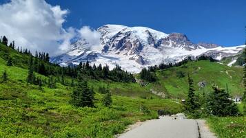 A mountain road leading to a snow-capped peak with lush greenery and pine trees.